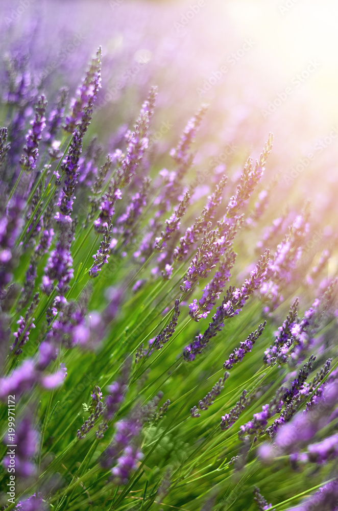 Provence nature background. Lavender field in sunlight with copy space. Macro of blooming violet lavender flowers. Summer concept, selective focus Provence nature background. Lavender field in sunlight with copy space. Macro of blooming violet lavender flowers. Summer concept, selective focus