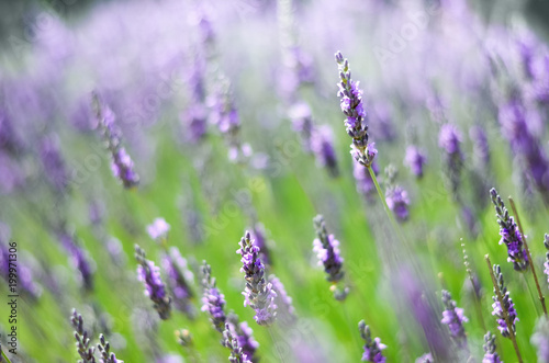 Macro of blooming violet lavender flowers. Provence nature background. Lavender field in sunlight with copy space. Summer concept, selective focus