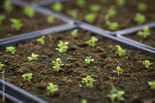Lobelia erinus seedlings