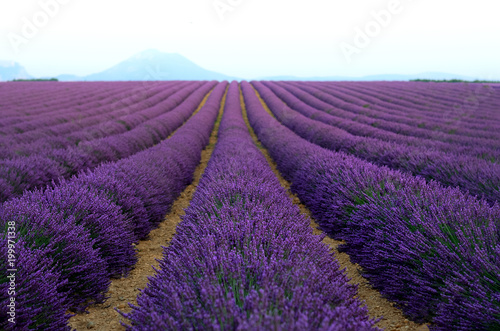 Lilac lavender field  summer landscape near Valensole in Provence  France. Nature background with copy space.