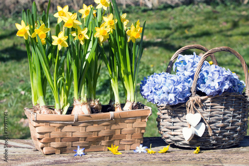 Fototapeta Naklejka Na Ścianę i Meble -  Frühlingserwachen mit Narzissen und Hyazinthen im Garten