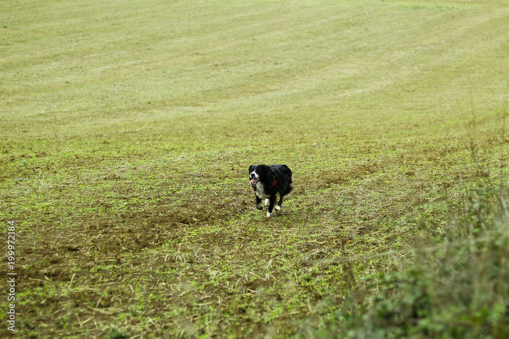 happy running dog in a field