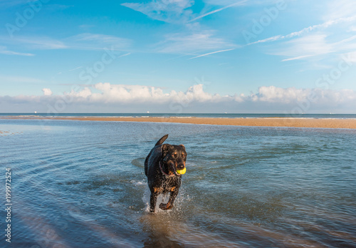 Fototapeta Naklejka Na Ścianę i Meble -  chien courant dans l'eau