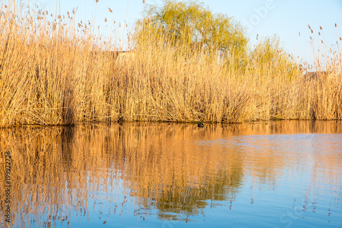 Sunrise over the river in spring, many reeds