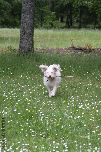 A white dog playing in the park