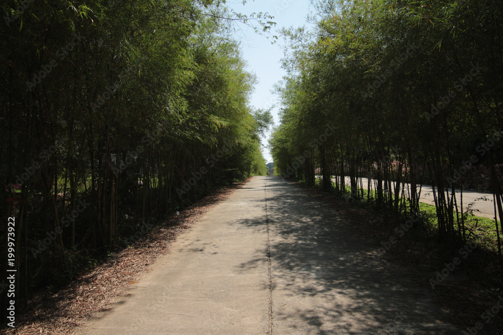 road with bamboo side way nature landscape background wallpaper