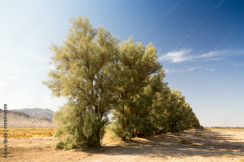 Obraz premium Tamarix aphylla, Sisitan and Baluchestan, Iran