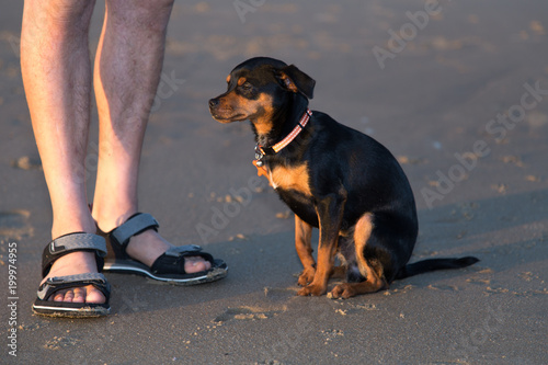 Pinscher with owner in training