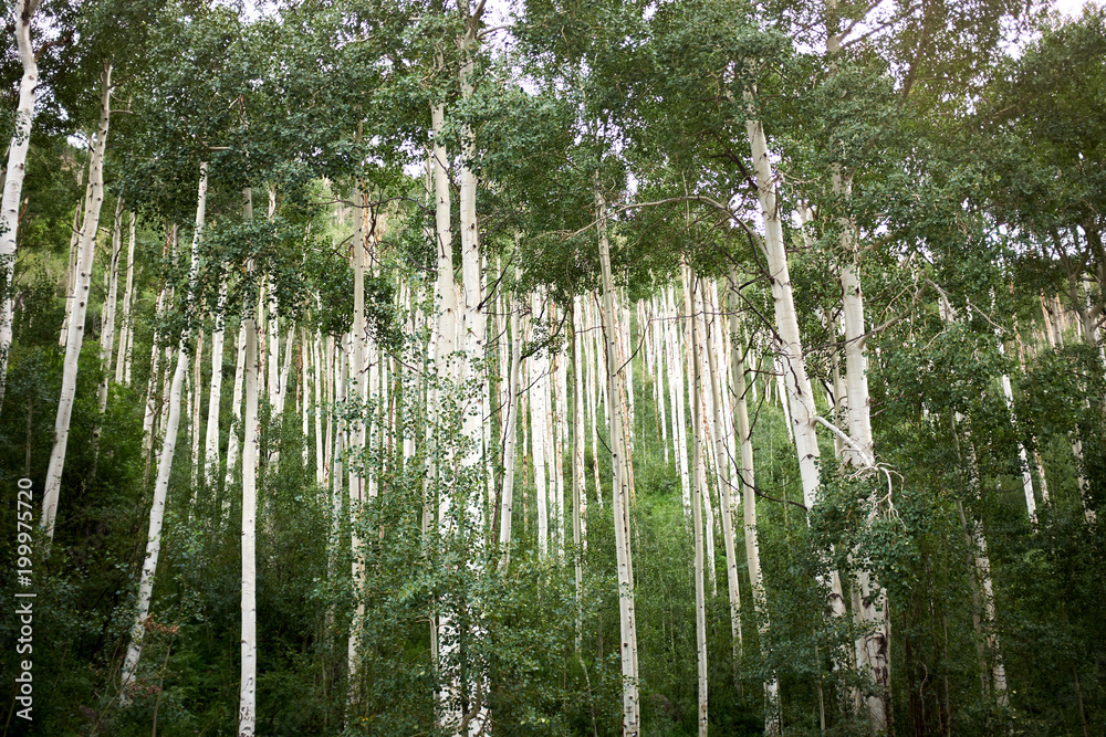Fototapeta premium Dense grove of tall straight aspen trees