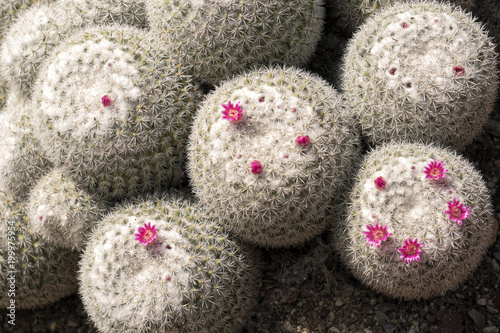 Closeup shot on old lady cactus with pink flowers (Mammillaria hahniana) photo