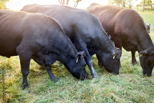 Canvastavla Herd of beef cows grazing on grass