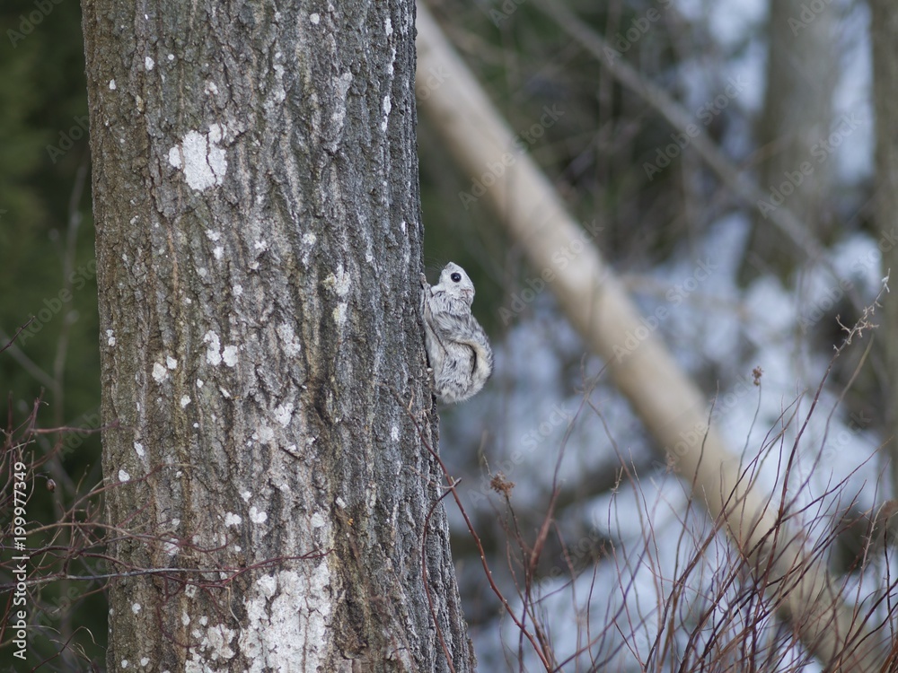 A Siberian flying squirrel climbing up a tree, Espoo, Finland A Siberian flying squirrel climbing up a tree, Espoo, Finland