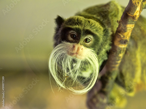 Tamarin Emperor, Saguinus imperator subgrisescens, has a strong beard photo