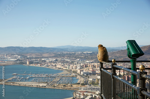 Barbary Macaque monkey overlooking port of Gibraltar.