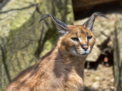 Photography Portrait of Caracal, Caracal caracal