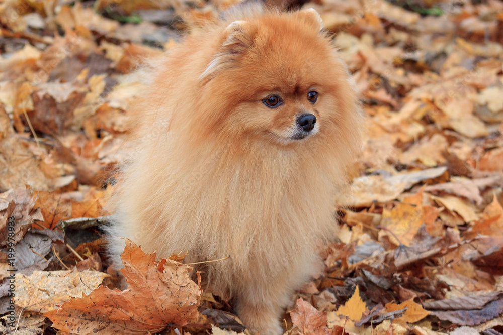 Beautiful pomeranian puppy is standing in the autumn foliage.