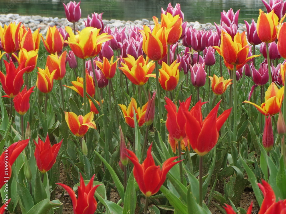 colorful tulips