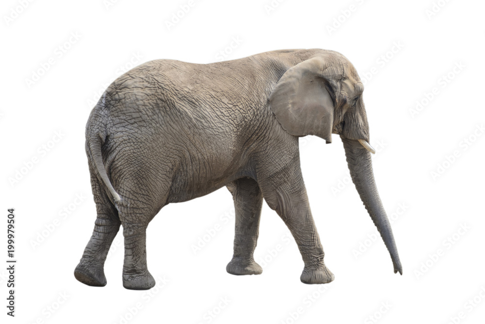 Big gray elephant isolated on white background.