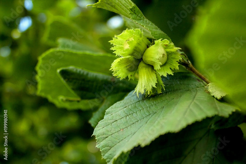 Young hazel, green hazelnut nuts, grow on a tree