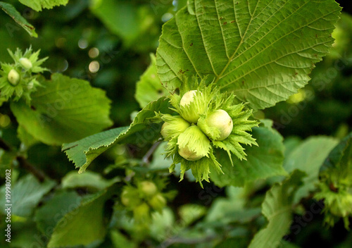 Young hazel, green hazelnut nuts, grow on a tree photo