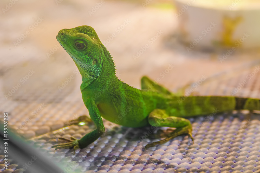 Fototapeta premium lizard green, standing in the terrarium