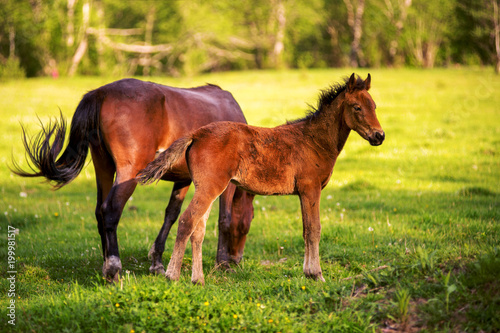 Mother horse with her foal grazing on a spring green pasture against a background of green forest in the setting sun © yanik88