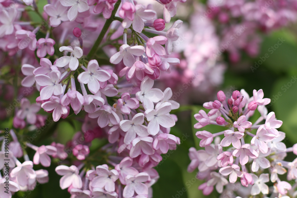 Lilac flowers blooming background