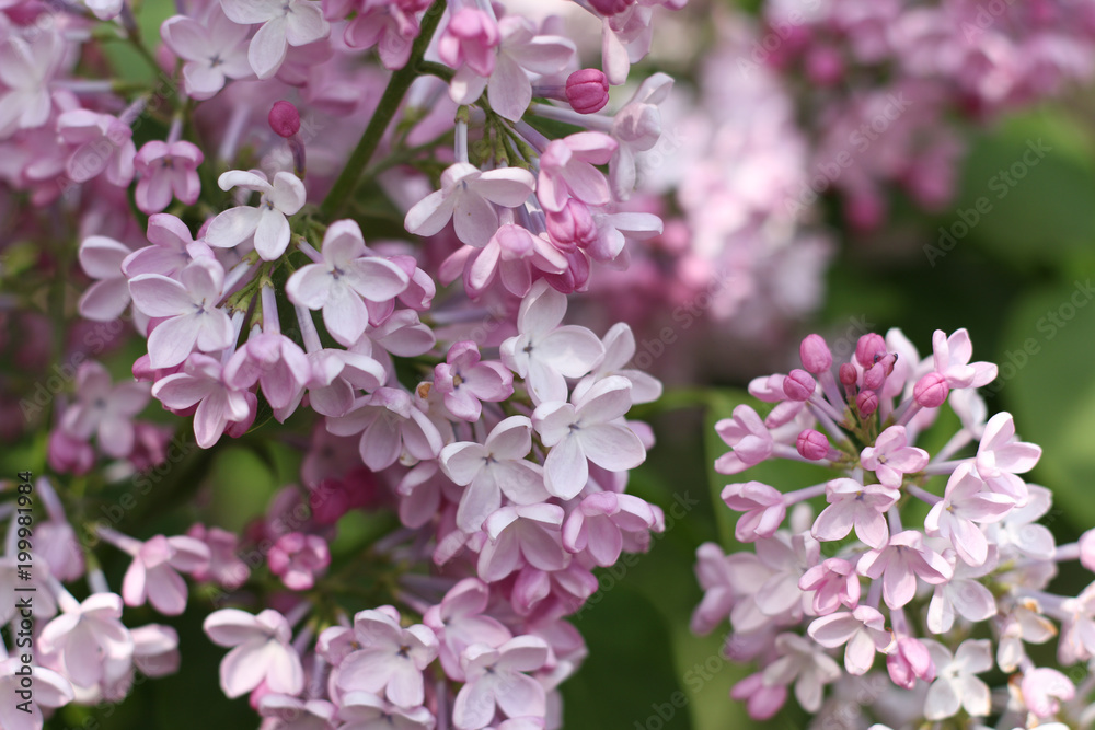 Lilac flowers blooming background Lilac flowers blooming background