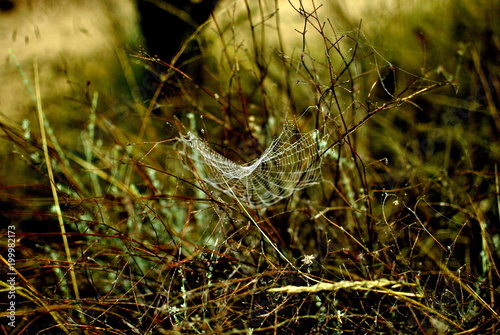 campo olivos, telaraña, araña