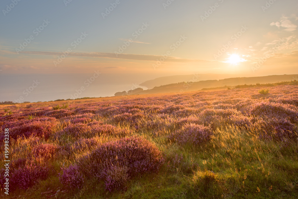 Naklejka premium Autumn/fall heather Porlock common exmoor somerset uk