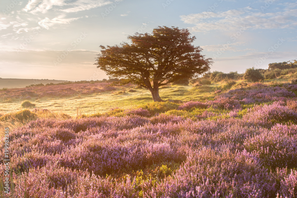 Obraz premium Autumn/fall heather Porlock common exmoor somerset uk