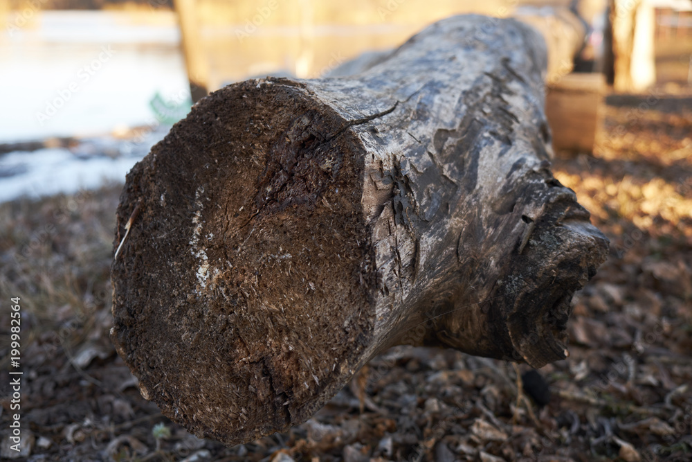 The old felled tree The old felled tree