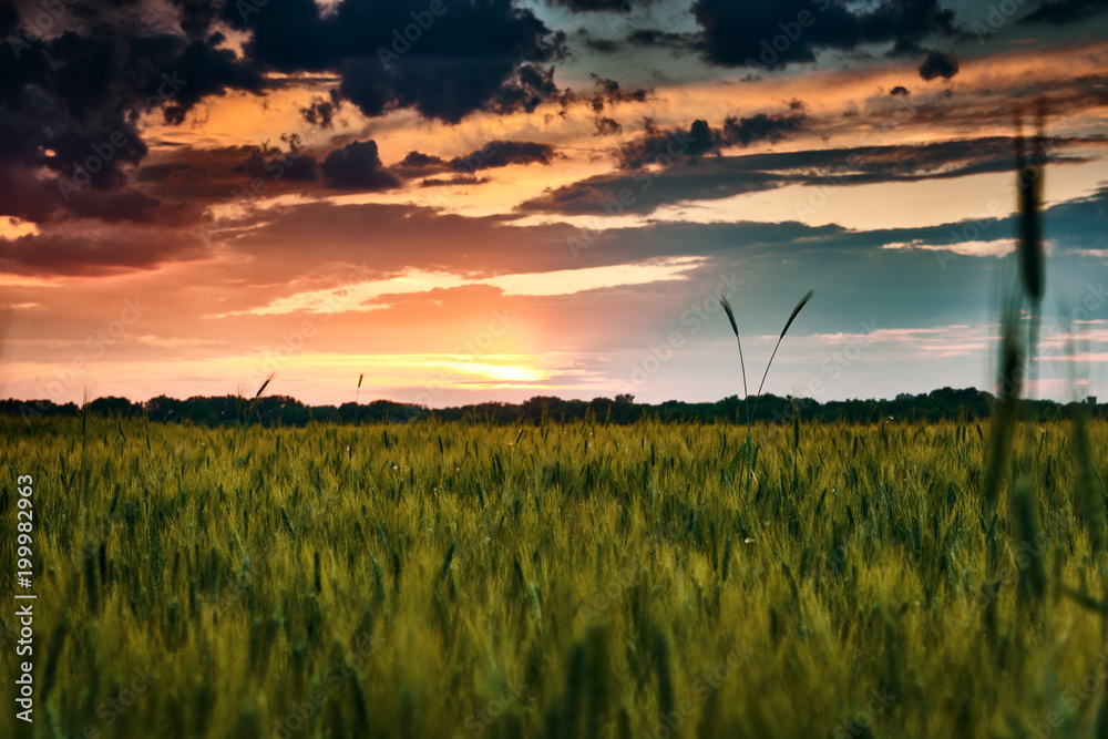 beautiful sunset in green wheat field, summer landscape, bright colorful sky and clouds as background
