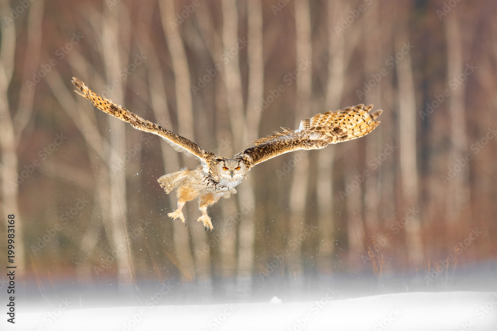 Obraz premium Eastern Siberian Eagle Owl flying in winter. Beautiful owl from Russia flying over snowy field. Winter scene with majestic rare owl.