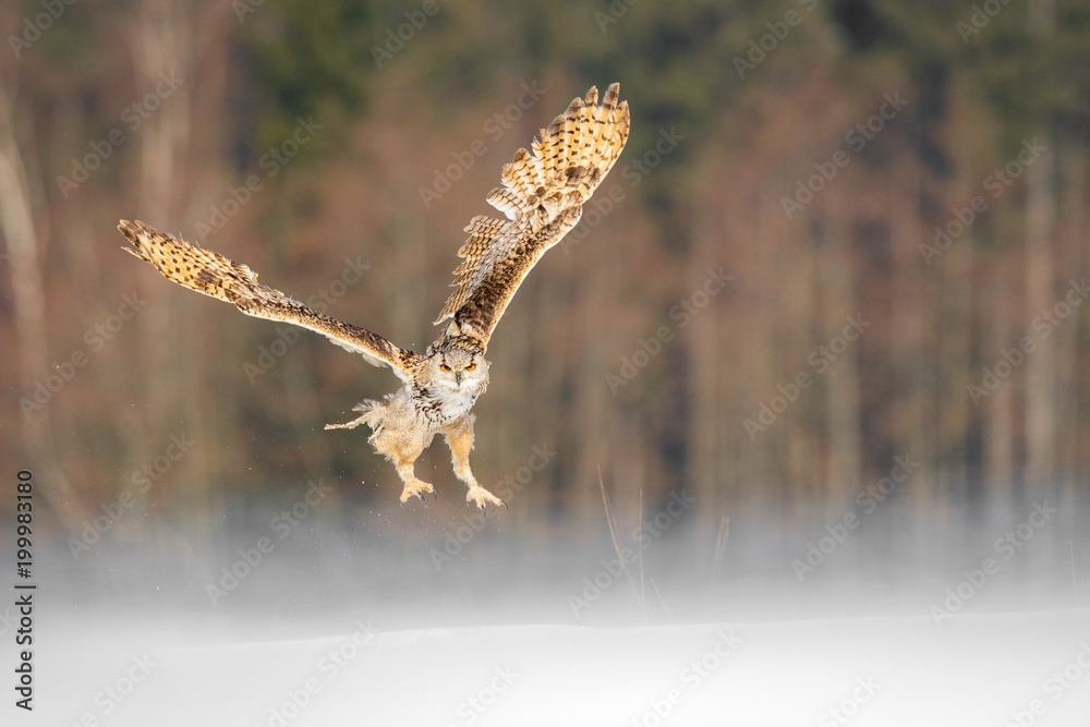 Obraz premium Eastern Siberian Eagle Owl flying in winter. Beautiful owl from Russia flying over snowy field. Winter scene with majestic rare owl.
