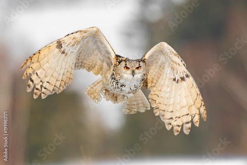 Eastern Siberian Eagle Owl flying in winter. Beautiful owl from Russia flying over snowy field. Winter scene with majestic rare owl.