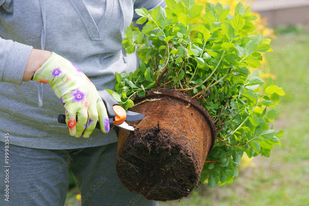 Fototapeta premium Planting plants step by step / ornamental shrub - root pruning secateurs