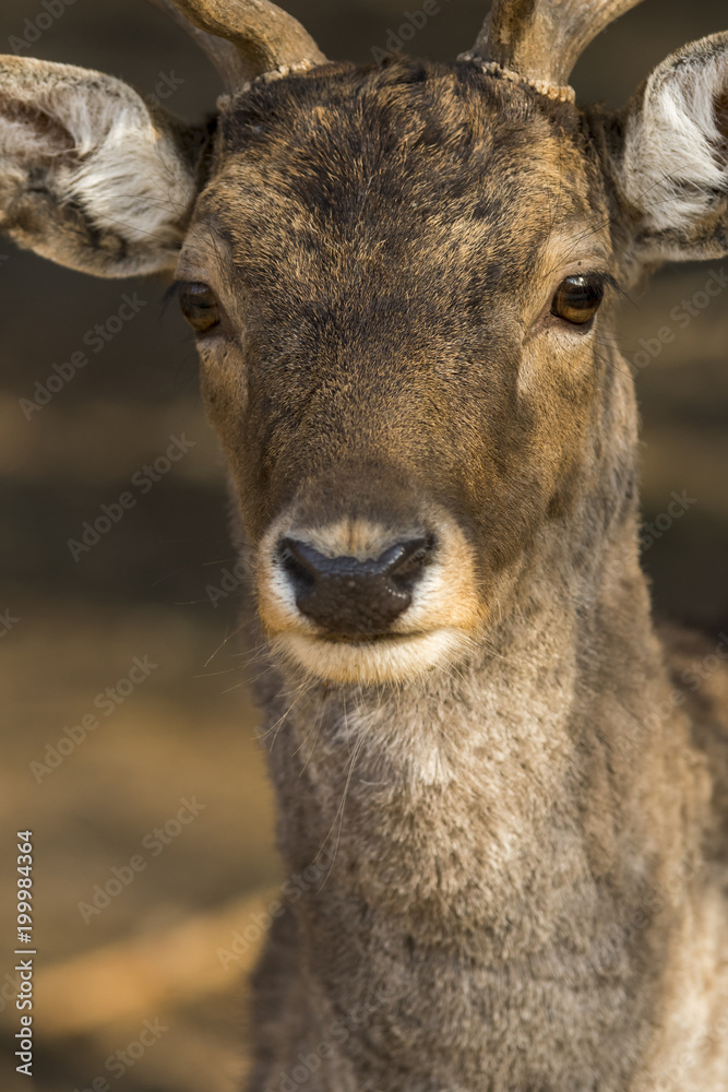 Portrait of a beautiful European deer standing in a forest in the Czech Republic. Portrait of a beautiful European deer standing in a forest in the Czech Republic.