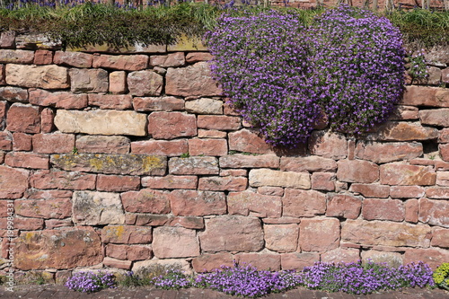 Naturstein-Mauer mit lila Blumen bewachsen als Hintergrund photo