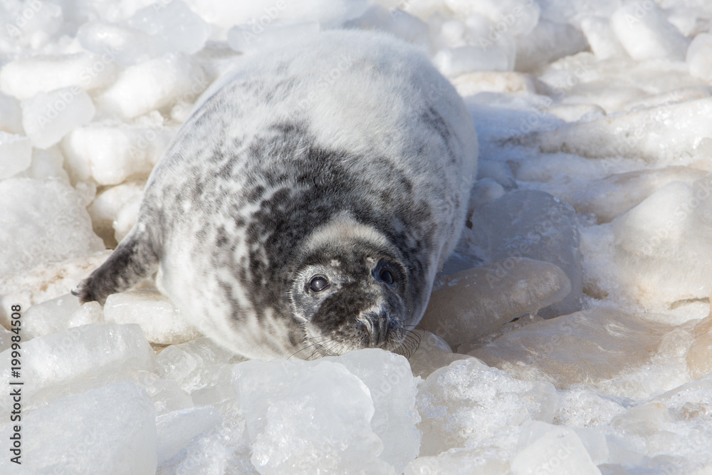 Naklejka premium cielę na lodzie na wybrzeżu Morza Bałtyckiego