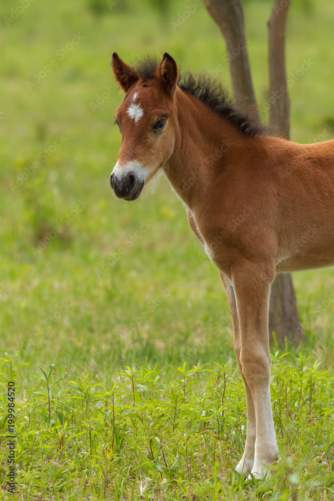 Nice foal on the meadow in springtime Nice foal on the meadow in springtime