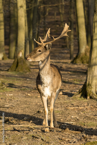 Portrait of a beautiful European deer standing in a forest in the Czech Republic.