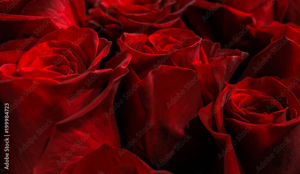 fresh red roses isolated on a black background. Greeting card with roses fresh red roses isolated on a black background. Greeting card with roses
