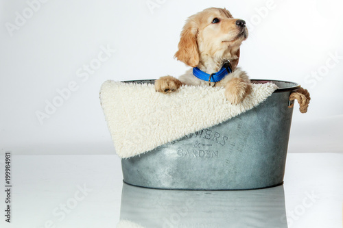 Cute Golden Retriever puppy in a wash tub