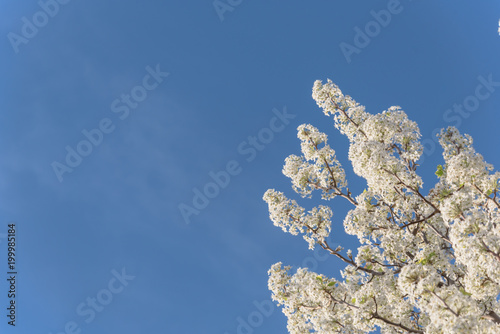 Fototapeta Naklejka Na Ścianę i Meble -  Beautiful white flowering Bradford Pear (Pyrus Callery Pear) trees blooming in Irving, Texas, USA. Sunny day with beautiful blue sky and white clouds. Close-up of blossom branches, natural background.