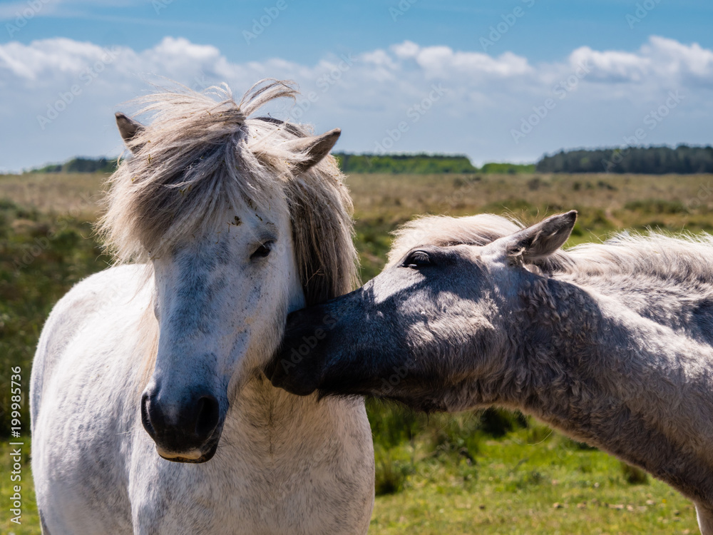 Two horses in the dunes of Ameland, Holland Two horses in the dunes of Ameland, Holland