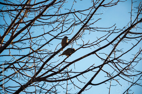 Couple of cute sparrows siting on the tree against blue sky