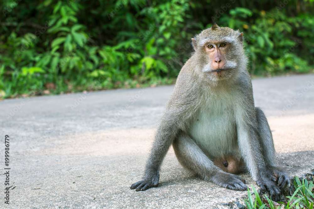 Monkey sitting on a road. Koh Chang island, Thailand.