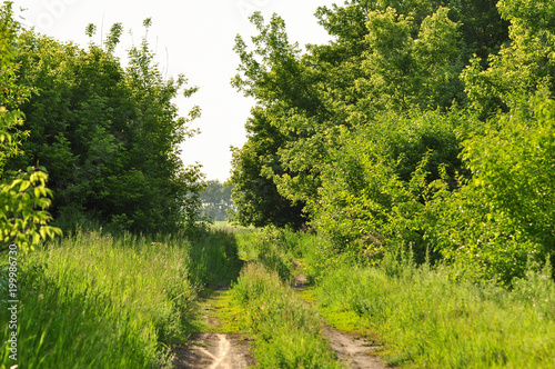 Ground road in the forest. Summer rural landscape