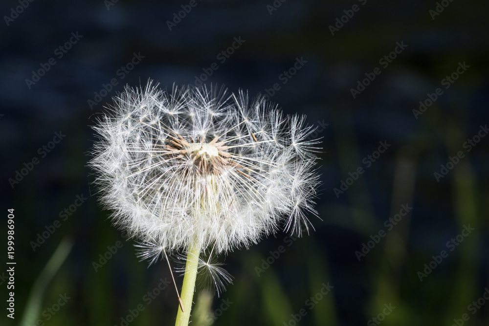 Dandelion tranquil abstract closeup art background. Beautiful blowball.